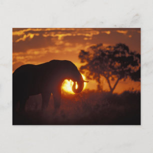 Botswana, Chobe-Nationalpark, Bullenelefant Postkarte