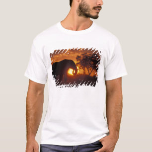 Botswana, Chobe-Nationalpark, Bullenelefant T-Shirt