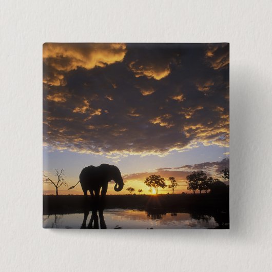Botswana, Chobe-Nationalpark, Elefant Button (Vorderseite)