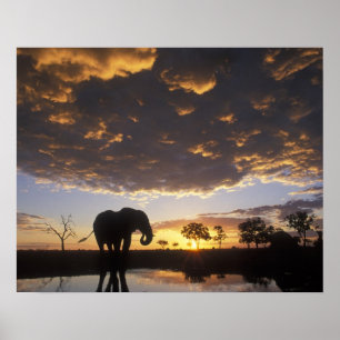 Botswana, Chobe-Nationalpark, Elefant Poster