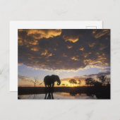 Botswana, Chobe Nationalpark, Elefant Postkarte (Vorne/Hinten)