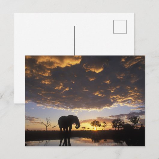 Botswana, Chobe Nationalpark, Elefant Postkarte (Vorne/Hinten)