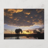 Botswana, Chobe Nationalpark, Elefant Postkarte (Vorderseite)