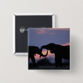 Botswana, Chobe-Nationalpark, Elefanten Button (Vorne & Hinten)