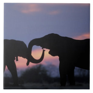 Botswana, Chobe-Nationalpark, Elefanten Fliese