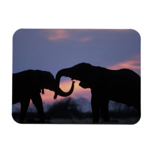 Botswana, Chobe-Nationalpark, Elefanten Magnet