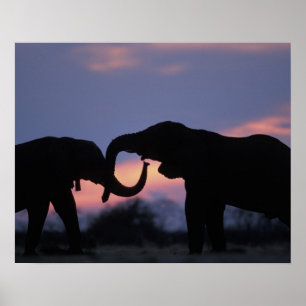 Botswana, Chobe-Nationalpark, Elefanten Poster