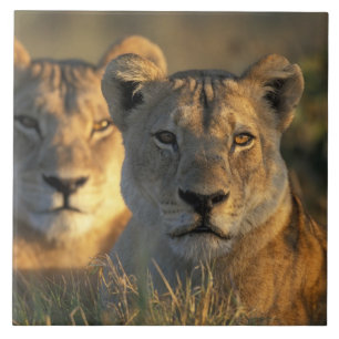 Botswana, Chobe-Nationalpark, Löwinnen Fliese