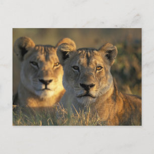 Botswana, Chobe-Nationalpark, Löwinnen Postkarte