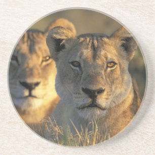 Botswana, Chobe-Nationalpark, Löwinnen Untersetzer