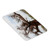 Botswana Kubu Baobab Island Go Magnet (Rechte Seite)