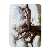 Botswana Kubu Baobab Island Go Magnet (Vertikal)