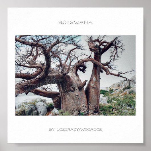 Botswana Kubu Island Baobab Reiseplakat Poster (Vorne)