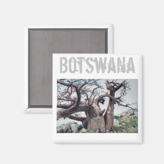 Botswana Kubu Island Baobab Tree Magnet (Vorderseite/Rückseite)