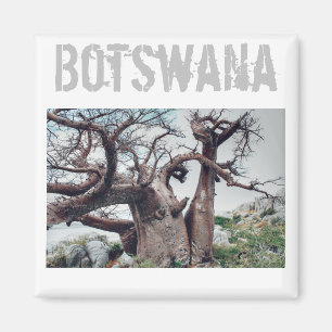 Botswana Kubu Island Baobab Tree Magnet