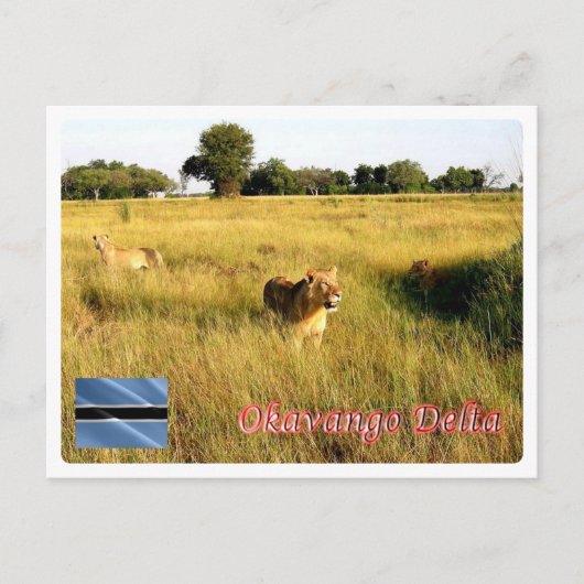 Botswana - Okavango-Delta - Postkarte (Vorderseite)
