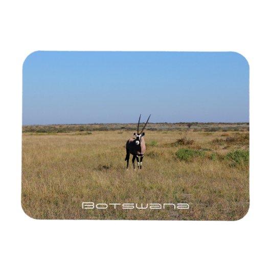 Botswana Oryx Animal Savannah Travel Magnet (Horizontal)