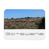 Botswana Oryx Animals Savannah Travel Magnet (Horizontal)