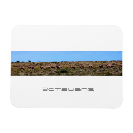 Botswana Oryx Animals Savannah Travel Magnet (Horizontal)