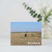 Botswana Oryx Wild Animals Savannah Landschaft Postkarte (Stehend Vorderseite)