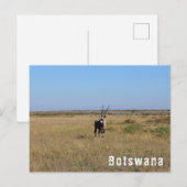 Botswana Oryx Wild Animals Savannah Landschaft Postkarte (Vorne/Hinten)