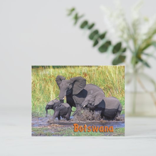 Botswana Postkarte (Stehend Vorderseite)