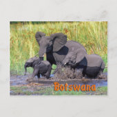Botswana Postkarte (Vorderseite)