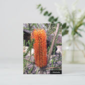 Bottle Brush Blume, Spring bush, Australien Postkarte (Stehend Vorderseite)
