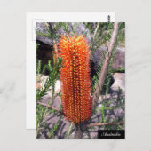 Bottle Brush Blume, Spring bush, Australien Postkarte (Vorne/Hinten)