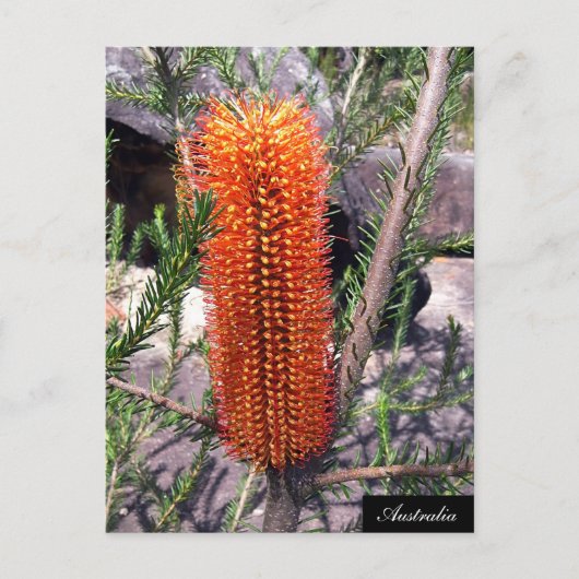 Bottle Brush Blume, Spring bush, Australien Postkarte (Vorderseite)