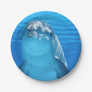 Bottlenose-Delphin betrachtet die Kamera unter Pappteller