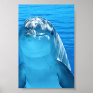 Bottlenose-Delphin betrachtet die Kamera unter Poster