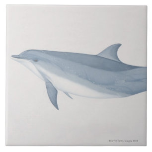Bottlenose-Delphin Fliese