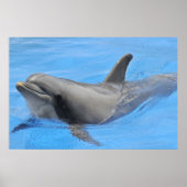 Bottlenose-Delphin Poster (Vorne)