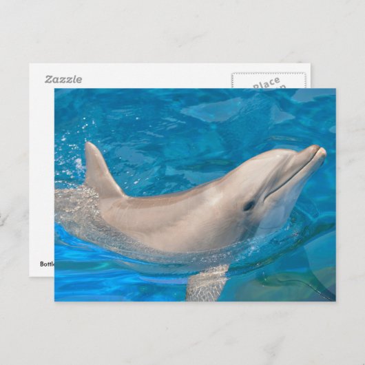 Bottlenose-Delphin Postkarte (Vorne/Hinten)