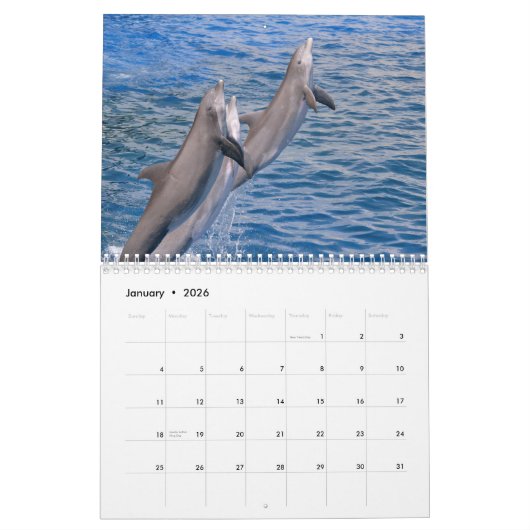Bottlenose Delphine: 12 Monate Kalender (Jan 2026)