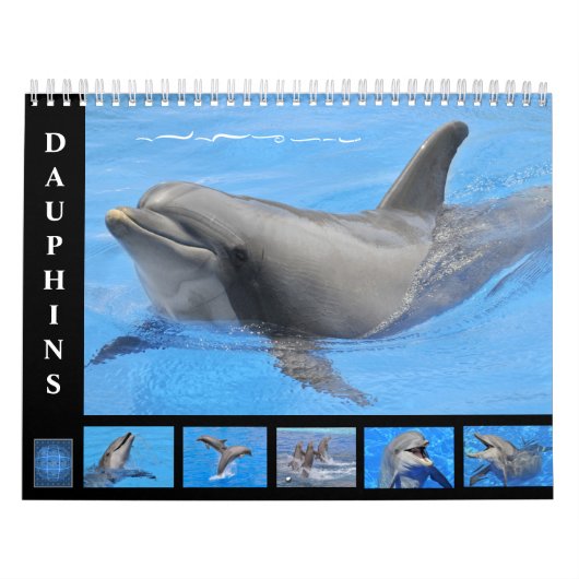 Bottlenose Delphine: 12 Monate Kalender (Titelbild)