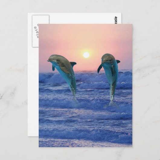 Bottlenose Delphine beim Sonnenaufgang Postkarte (Vorne/Hinten)