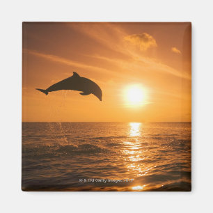 Bottlenose-Delphinspringen Magnet