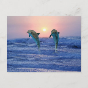 Bottlenose Dolphin bei Sonnenaufgang Postkarte