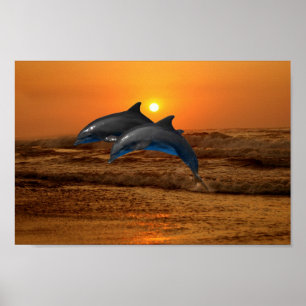Bottlenose Dolphin bei Sonnenuntergang Poster