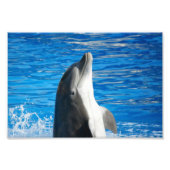 Bottlenose Dolphin Fotodruck (Vorne)