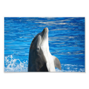 Bottlenose Dolphin Fotodruck