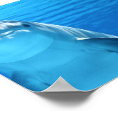 Bottlenose Dolphin looks at the camera under water Poster (Ecke)