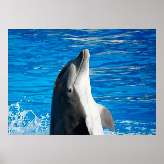 Bottlenose Dolphin Poster (Vorne)