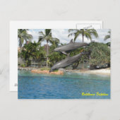 Bottlenose Dolphin Postkarte (Vorne/Hinten)