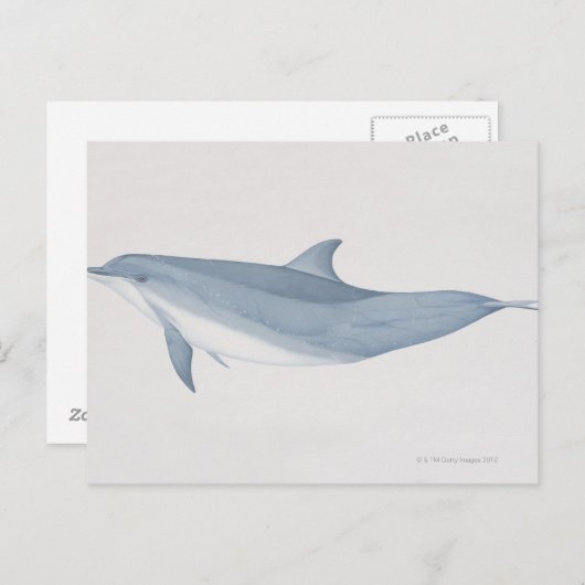 Bottlenose Dolphin Postkarte (Vorne/Hinten)