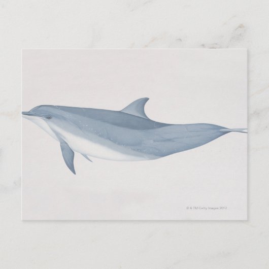 Bottlenose Dolphin Postkarte (Vorderseite)