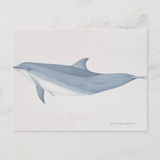 Bottlenose Dolphin Postkarte