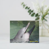 Bottlenose Dolphin Postkarte (Stehend Vorderseite)